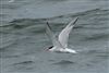 Common Tern