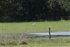 Great White Egret