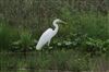 Great White Egret