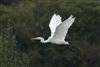 Great White Egret