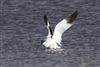 Avocet