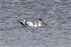 Avocet