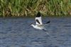 Avocet