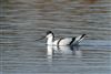 Avocet