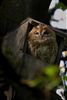 Tawny Owl