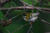 Firecrest