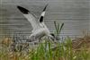 Avocet