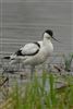 Avocet