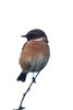 Stonechat