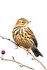 Meadow Pipit