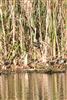 Water Rail