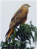 Red Kite