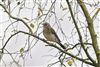 Fieldfare