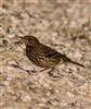 Rock Pipit