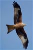 Red Kite