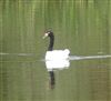 Black-necked Swan