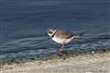 Ringed Plover