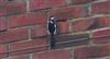 Great Spotted Woodpecker