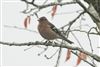 Chaffinch