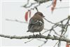 Chaffinch