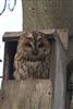 Tawny Owl