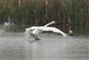 Mute Swan