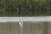 Avocet