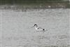 Avocet