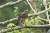 Fieldfare