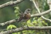 Fieldfare