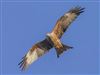 Red Kite