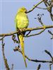 Ring-necked Parakeet