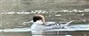 Smew