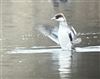 Smew