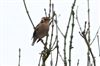 Hawfinch