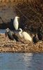 Great White Egret