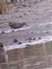 Water Rail