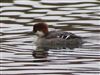 Smew