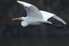 Great White Egret