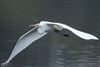 Great White Egret