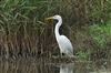 Great White Egret