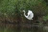 Great White Egret