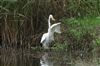 Great White Egret