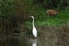 Great White Egret