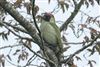 Green Woodpecker