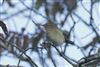 Chiffchaff