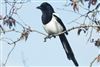 Magpie