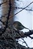 Goldcrest