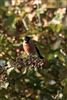 Bullfinch