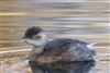 Little Grebe